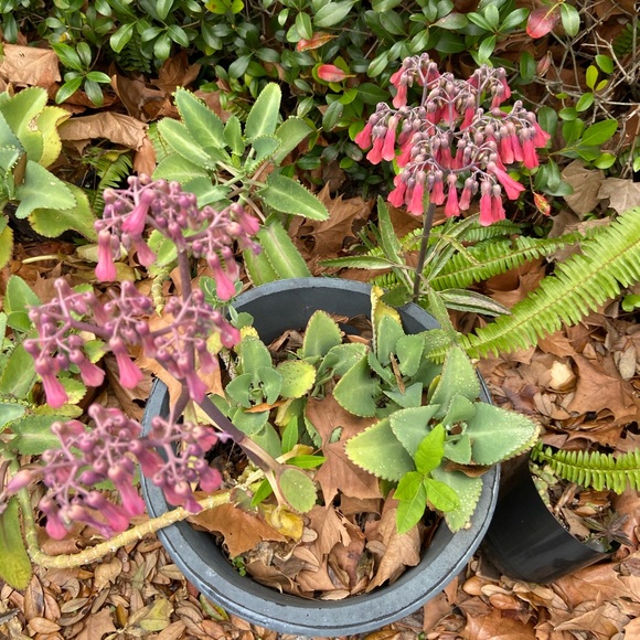 🌱3 LG Kalanchoe Mother of Thousands live Plants - Picture 6 of 16
